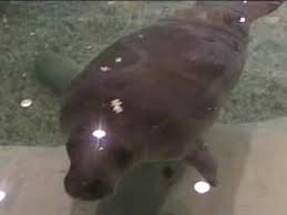 Bishop Museum Of Science And Nature Bradenton Snooty The Manatee Manatee Cute Little Animals South Florida Museum