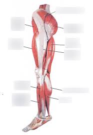 Leg muscle anatomy posterior leg muscles diagram photo album. Muscles In Thigh Side View Diagram Quizlet