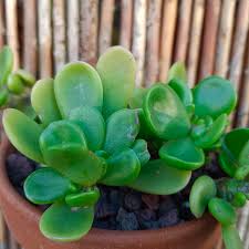 Image result for Kleinia schweinfurthii