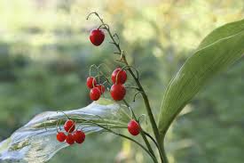 We did not find results for: Berries On Lily Of The Valley Plant Can You Plant Lily Of The Valley Berries