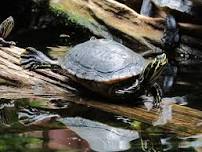 Reptile Roundup at the Beach