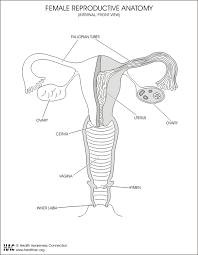 Lo hacemos a través de nuestros genes, los transmisores especiales de rasgos humanos. Pin En Hm