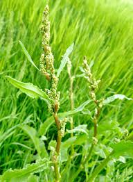 Image result for Rumex crispus
