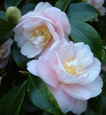 Camellia Japonica Rosemary Elsom Australia 1955 Camellia Woodland Garden Flowers