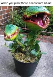 When You Plant Those Seeds From China Mystery Seeds From China Man Eating Plant Plants Carnivorous Plants