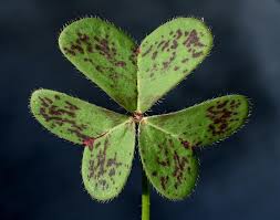 Image result for Oxalis pes-caprae