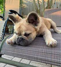 The care and conditions of our dogs are paramount to us. Fluffy Frenchie Are Long Haired French Bulldogs Purebred