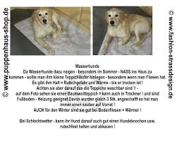 nasser hund will ins haus bei fliesen und laminat sollte man die rutschgefahr beachten hunde teppich waschbar rutschgefahr
