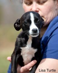 Runt puppy from Wrigley litter adopted