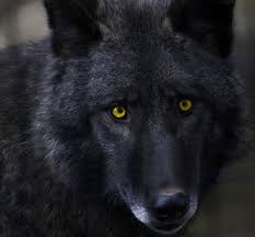 Black And Grey Wolf With Blue Eyes The Black Wolf With Yellow Eyes Wolf Eyes Beautiful Wolves Black Wolf
