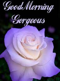 Pin By Sean Poland On Flowers Good Morning Flowers Good Morning Wishes Afternoon Quotes