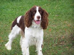У него также слегка перепончатые ноги. Harakteristika Vneshnosti I Povedeniya Uelskogo Velsh Springer Spanielya