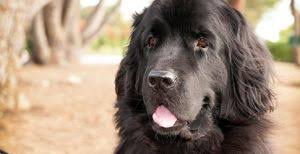 This will also help to encourage your puppy to drink whenever it eats.5. Newfoundland Dog Dog Breed Profile Petfinder