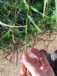 Image result for Panicum repens