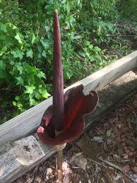 Our corpse flowers (amorphophallus titanum) are now on display in a variety of life stages: Corpse Flower Amorphophallus Kiusianus North Carolina Extension Gardener Plant Toolbox