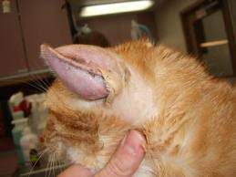 Maybe you would like to learn more about one of these? Ears All Feline Hospital Located 2300 S 48th St Suite 3 Lincoln Ne 68506