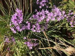 Image result for Tulbaghia sp. cf. violacea