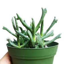 Image result for Rhabdophyllum