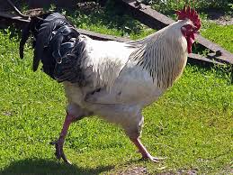Image result for kuku picha