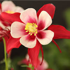 Columbine sets seed easily and gives rise to volunteer seedlings that come up in unexpected areas. Aquilegia Caerulea Red Hobbit Red Hobbit Columbine High Country Gardens