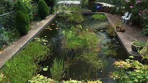 The koi pond is designed to promote health and growth for the carp fishes. Building A Natural Pond From A Swimming Pool Ep 4 Youtube