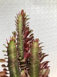 Image result for Euphorbia kilwana