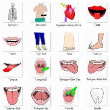 There are eight parts to the ladybug anatomy, each with its own purpose. Human Body Parts Pictures With Names Body Parts Vocabulary Leg Head Face
