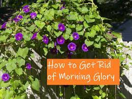 Morning glories are beautiful fragrant flowers that wake up with the sun and add vibrant color to your garden. How To Get Rid Of Morning Glory Safely Permanently Dengarden
