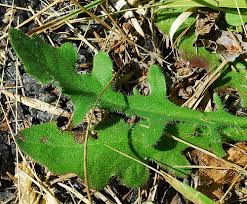 Image result for Hypochaeris