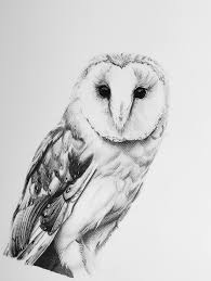 Barn Owl In Charcoal Owls Drawing Barn Owl Art Owl Sketch