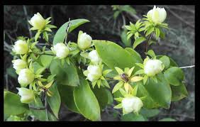 Image result for Pereskia aculeata