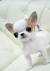 Full Grown Applehead Chihuahua