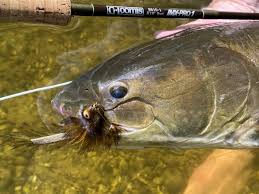 Cherishos 2.x is based on aosp, inspired by google pixel. Bowfin On The Fly In The Great Lakes Laptrinhx News