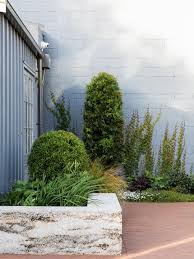 Podocarpus species are evergreen shrubs or trees, usually from 1 to 25 m (3 to 82 ft) tall, known to reach 40 m (130 ft) at times. Sage Journal Podocarpus Gracilior Fern Pine Facebook