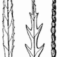 Image result for Tricliceras lanceolatum