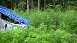 Tepat pukul 03.15 wib saya berangkat dari rumah di matangglumpangdua. Ladang Ganja Terluas Di Dunia 155 Hektare Di Aceh By Ngantukbanget Com