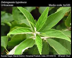 Image result for Urticaceae