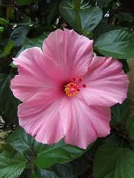 Their exotic status and rarity make them priceless features of any garden. Pink Hibiscus I Have Some Of These In My Yard Very Pretty Hibiscus Plant Hibiscus Amazing Flowers