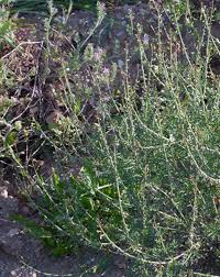 Image result for Carrichtera annua