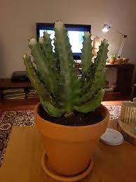 Does a black cactus mean it is dead or will it turn green again? My Cactus Has Been Turning Light Green And Recently Also White At The Tips What S Going On And What Kind Of Cacti Is This Cactus