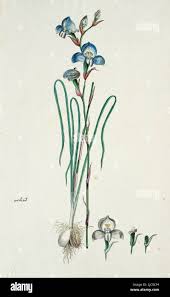 Image result for Disa baurii