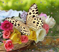Best, animated, flower, flowers, moving, gif flower animated, gif flower moving, cartoon flower, cartoon five flowers, flowers animated cartoon, cartoon cheerful flowers. Gifs Beautiful Butterflies 120 Pieces Of Animated Pictures