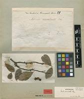 Image result for Embelia ruminata