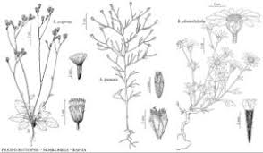 Image result for Schkuhria pinnata