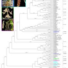 Image result for Diaphananthe lebelii