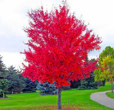 Der japanische ahorn wird auch als japanischer fächerahorn (acer palmatum) bezeichnet und ist ein beliebter zierbaum für garten und kübel. Japanischer Roter Ahorn Facherahorn 10 Samen Samenquelle De