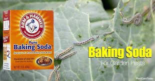 Mix baking soda with proper ingredients to make face wash, cleansers, exfoliant, skin whitening , face masks to make your skin flawless. 10 Faqs About Using Baking Soda For Garden Pests