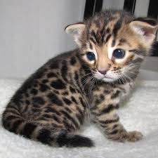 Unlike most house cats, they like. Bengal Kitten For Sale Buy Bengal Kitten Online Where To Buy Bengal Kitten