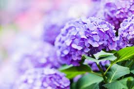 Image result for Hydrangea