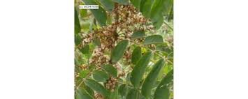 Image result for Cnestis